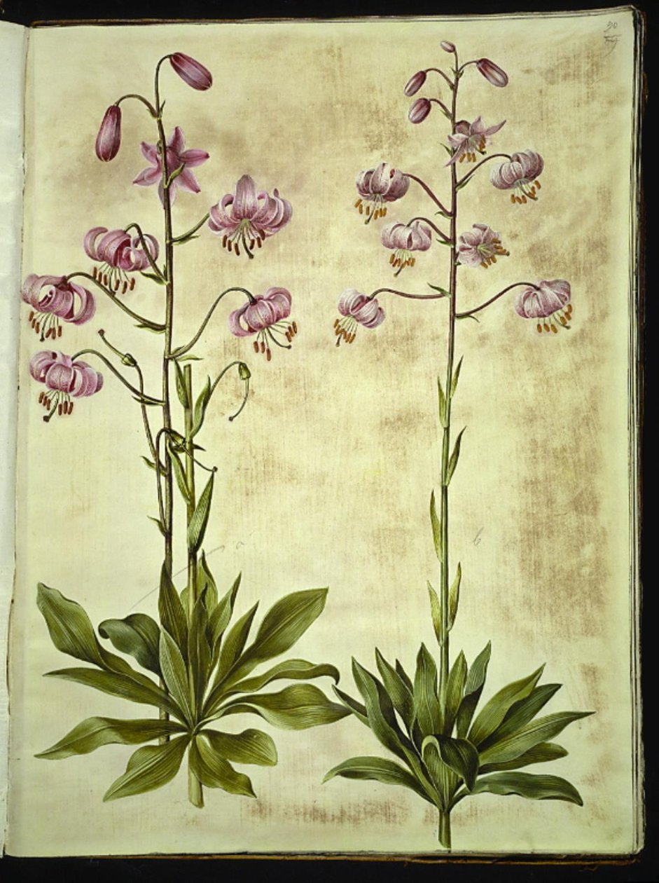 Lilium martagon - Hans Simon Holtzbecker