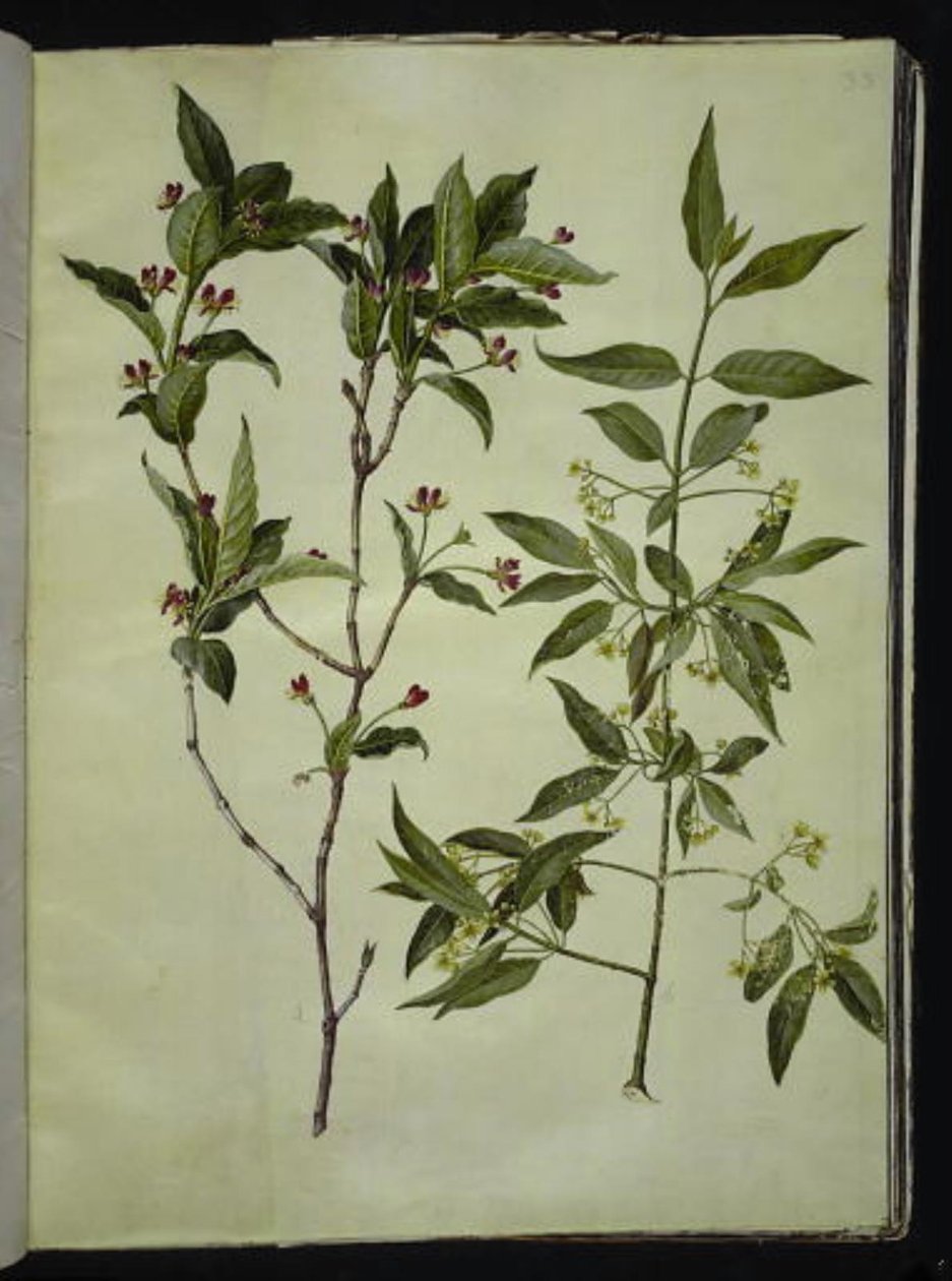 Lonicera alpigena (chèvrefeuille des Alpes); Euonymus europaeus (fusain d