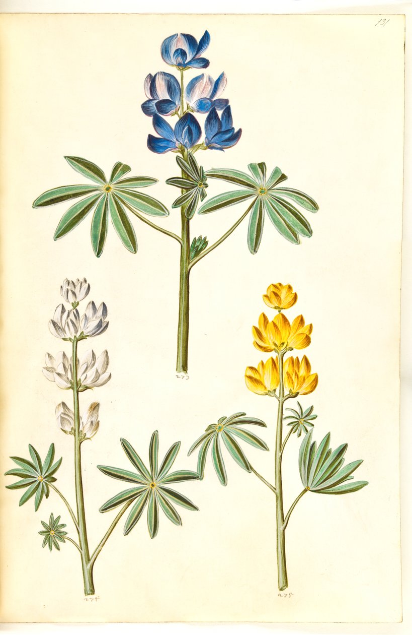 Lupinus pilosus (lupin bleu); Lupinus albus (lupin blanc); Lupinus luteus (lupin jaune) - Hans Simon Holtzbecker