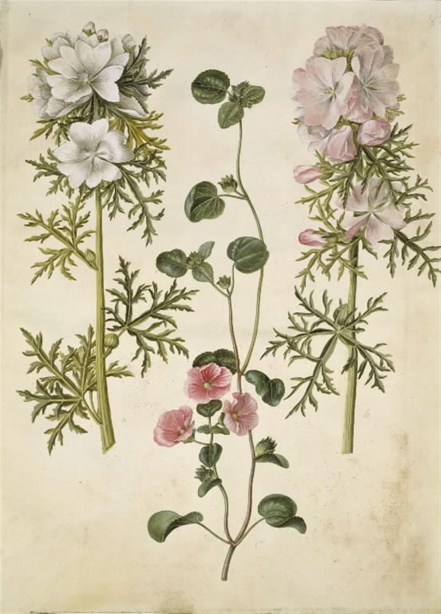 Malva moschata (mauve musquée); Malva ou Malope (espèce de mauve ou malope) - Hans Simon Holtzbecker