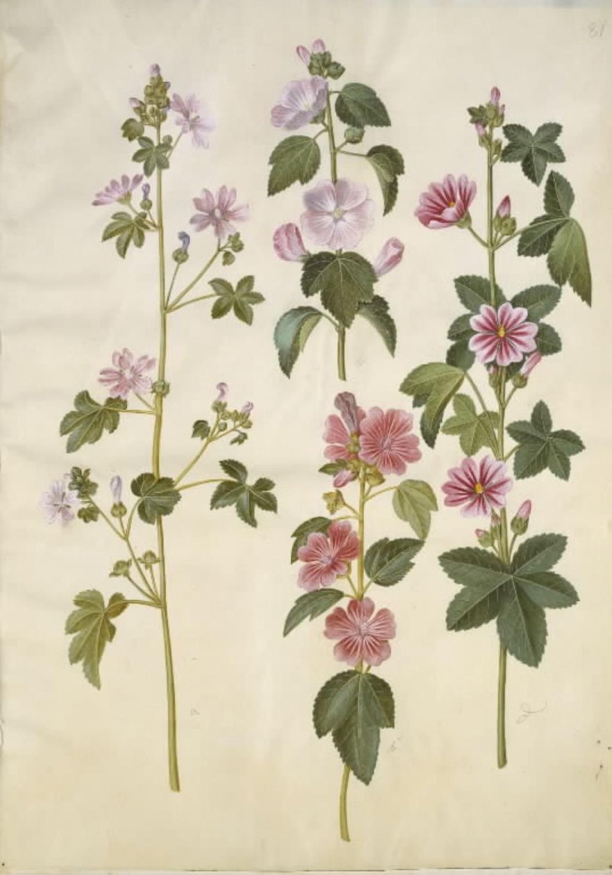 Malva sylvestris (mauve sylvestre); Lavatera thuringiaca (lavatère de Thuringe) - Hans Simon Holtzbecker