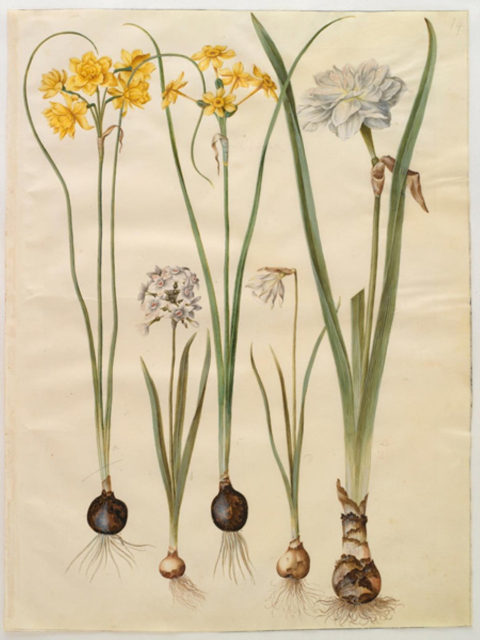 Narcissus jonquilla; Narcissus tazetta; Narcissus pseudonarcissus moschatus; Narcissus poeticus - Hans Simon Holtzbecker
