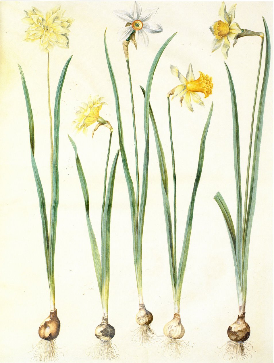 Narcissus pseudonarcissus, Narcissus poeticus, Narcissus × incomparabilis - Hans Simon Holtzbecker