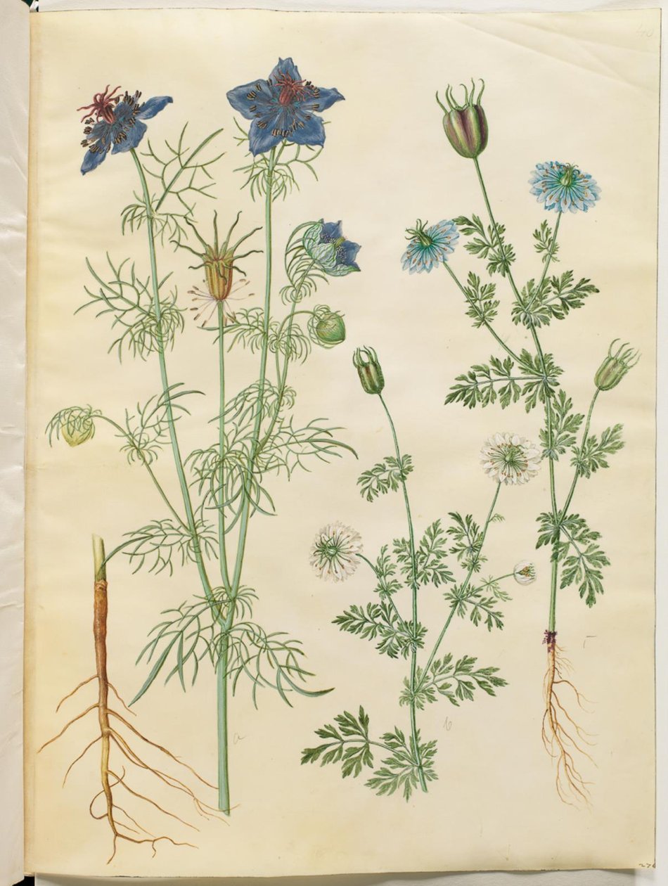 Nigella hispanica (nigelle d