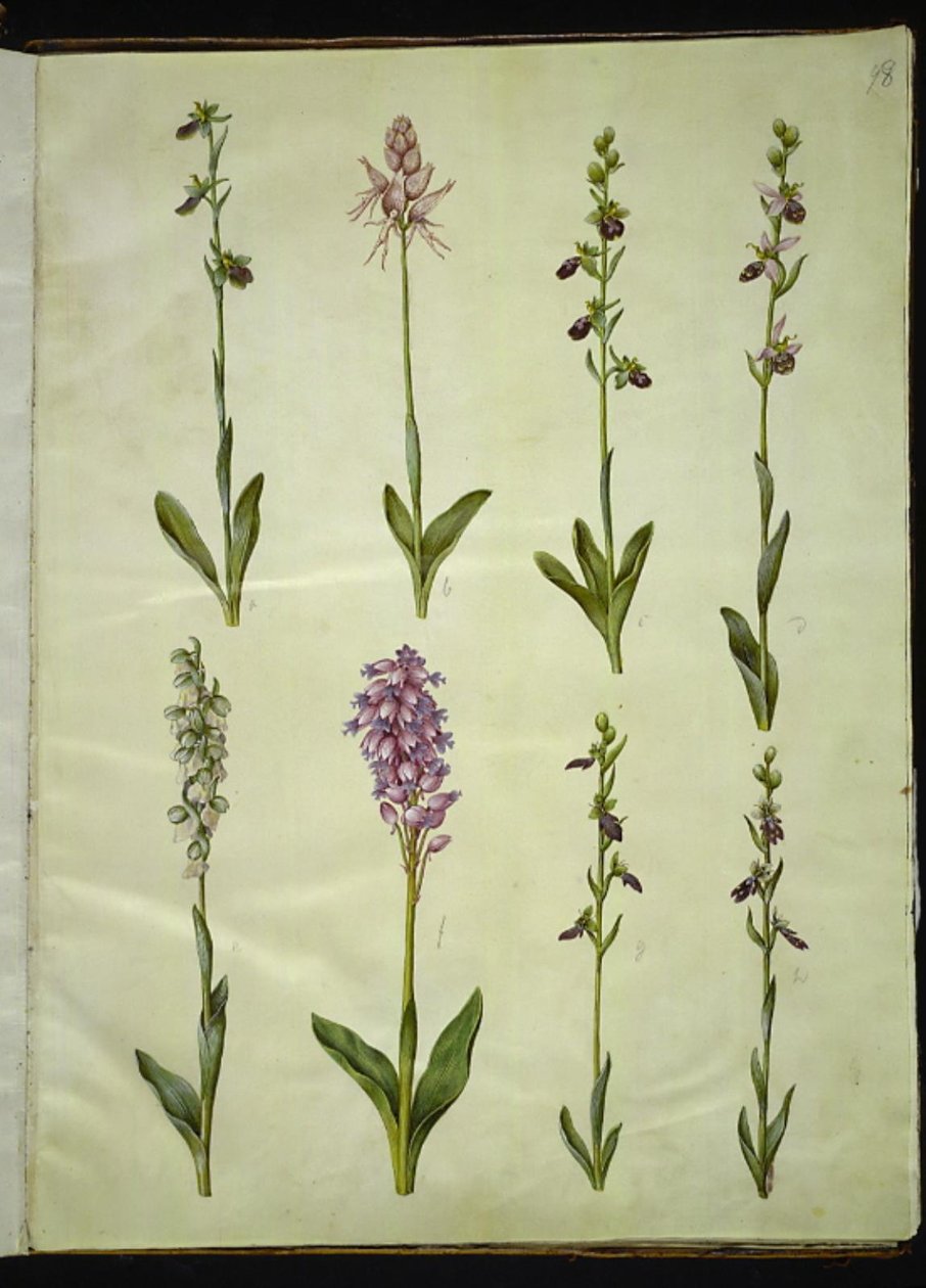 Ophrys apifera ou Ophrys sphegodes (orchidée abeille ou orchidée précoce); "Orchis simia" (orchidée singe); Ophrys apifera (orchidée abeille); Orchis (orchidée); Orchis militaris (orchidée militaire); Ophrys insectifera (orchidée mouche) - Hans Simon Holtzbecker