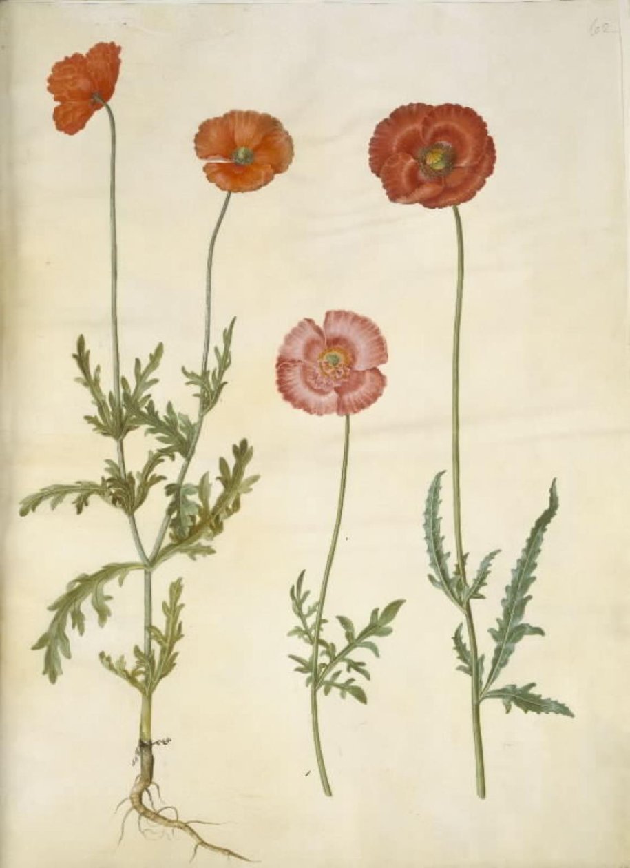 Papaver dubium (coquelicot des champs); Papaver rhoeas (coquelicot) - Hans Simon Holtzbecker