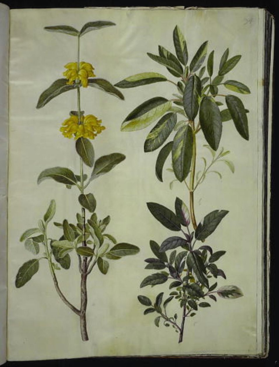 Phlomis fruticosa (queue de lion commune); Salvia officinalis (sauge officinale) - Hans Simon Holtzbecker