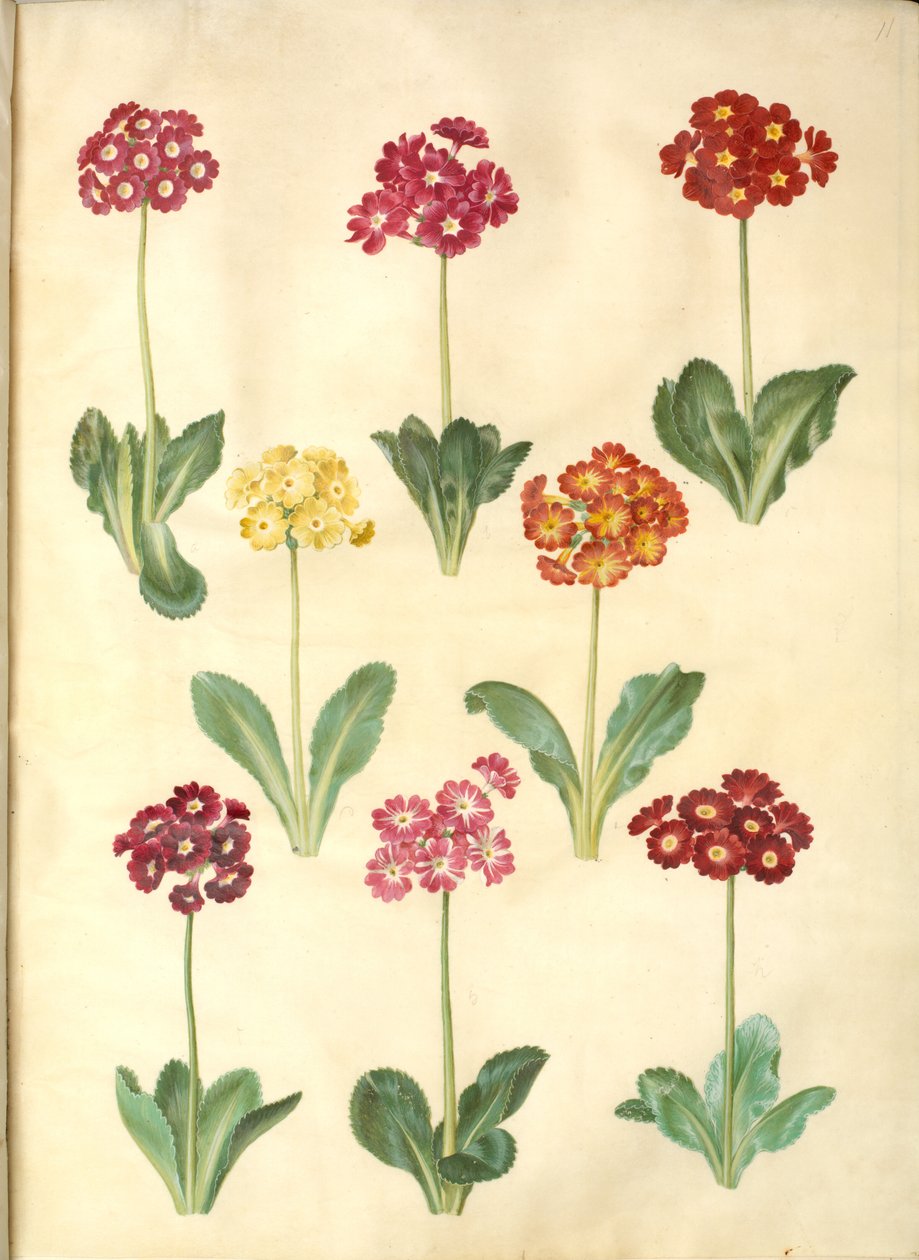 Primula ×pubescens (auricule de jardin) - Hans Simon Holtzbecker