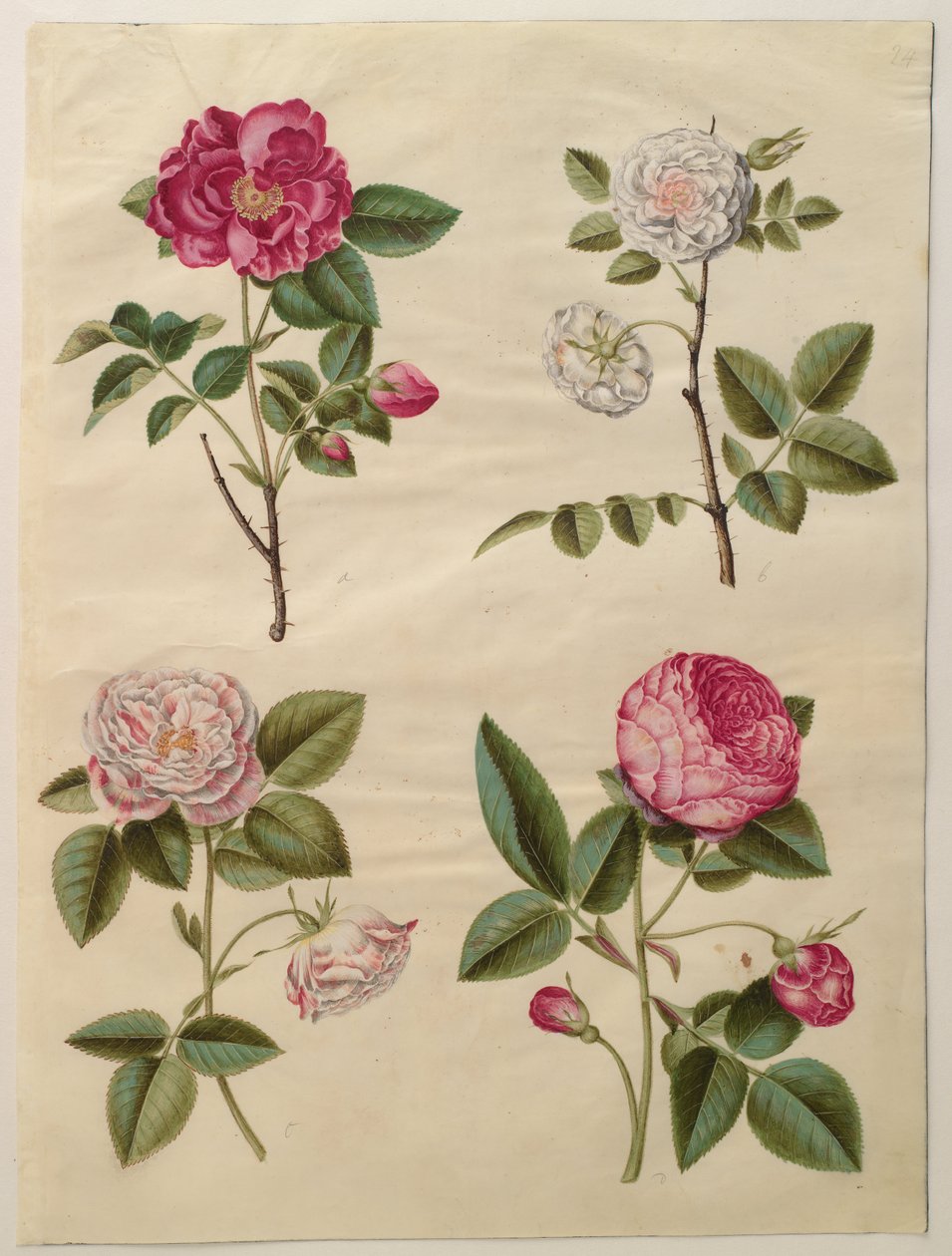 Rosa gallica - Hans Simon Holtzbecker