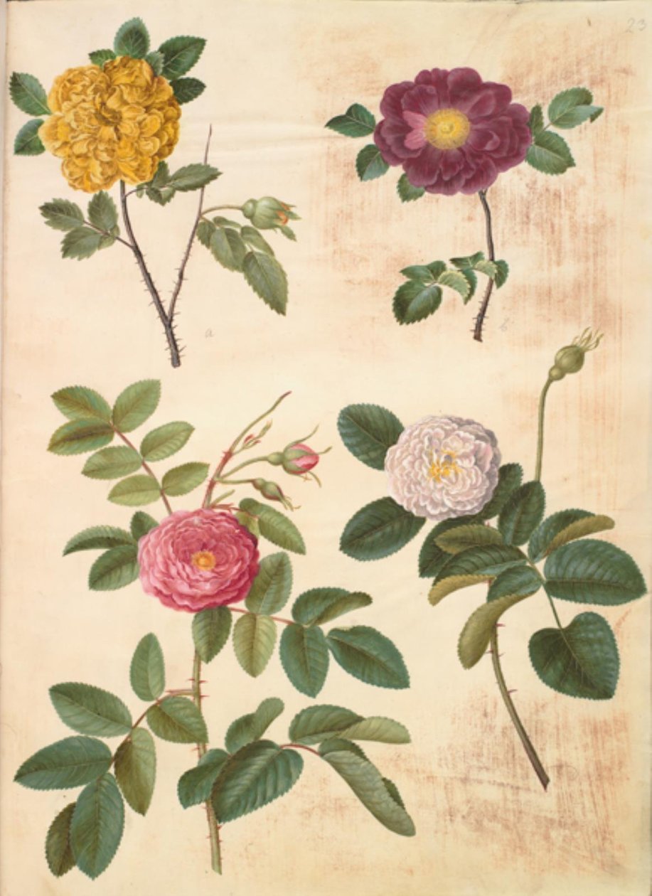 Rosa hemisphaerica (rose jaune soufre); Rosa gallica (rose de France); Rosa ×damascena (rose de Damas) - Hans Simon Holtzbecker