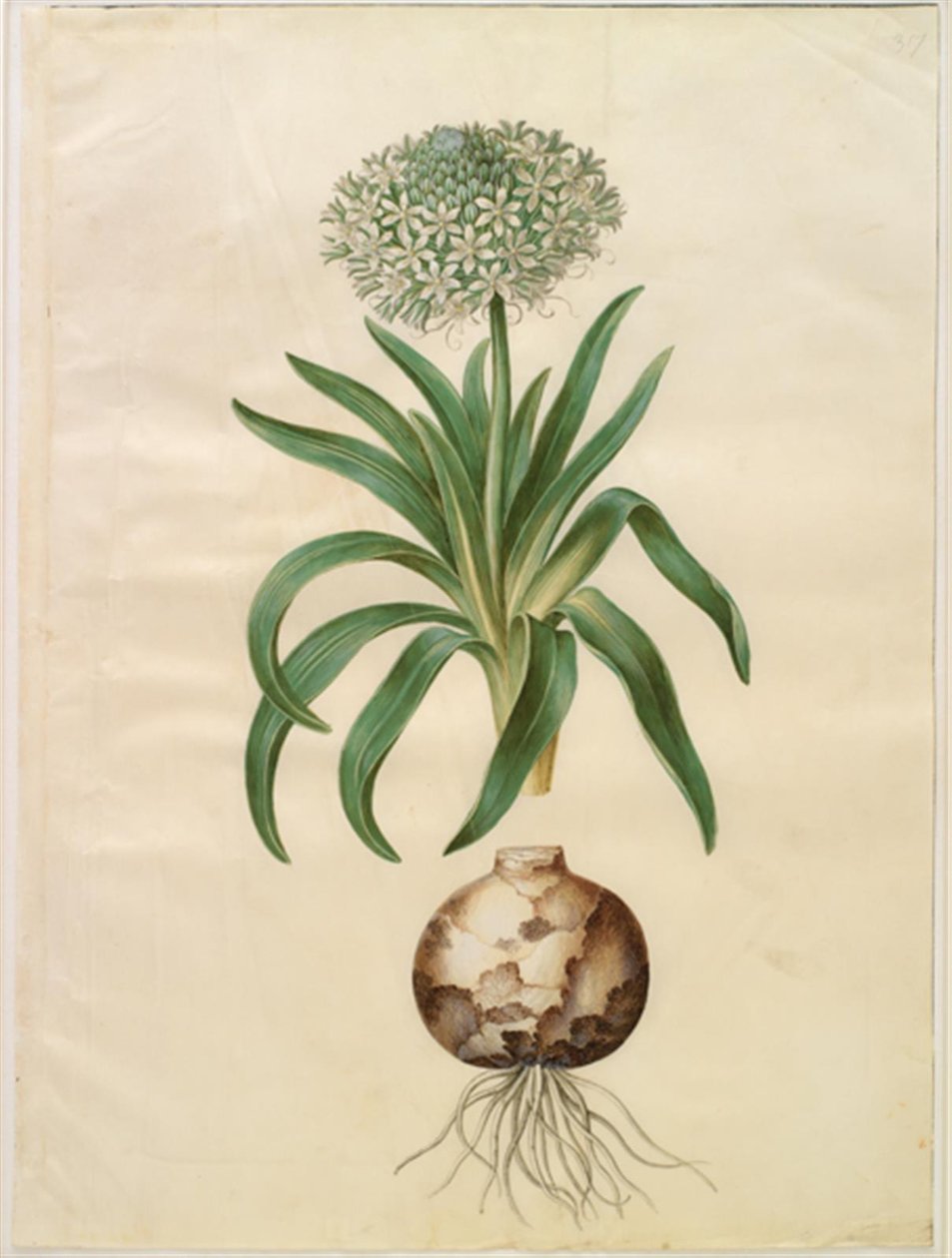 Scilla peruviana (jacinthe géante) - Hans Simon Holtzbecker