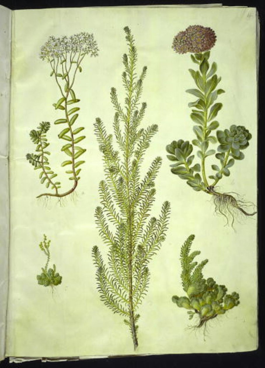 Sedum album (orpin blanc); Sedum anacampseros (orpin à feuilles rondes); Sedum (orpin); Suaeda vera (arroche buissonnante); Sedum rupestre (orpin des rochers) - Hans Simon Holtzbecker
