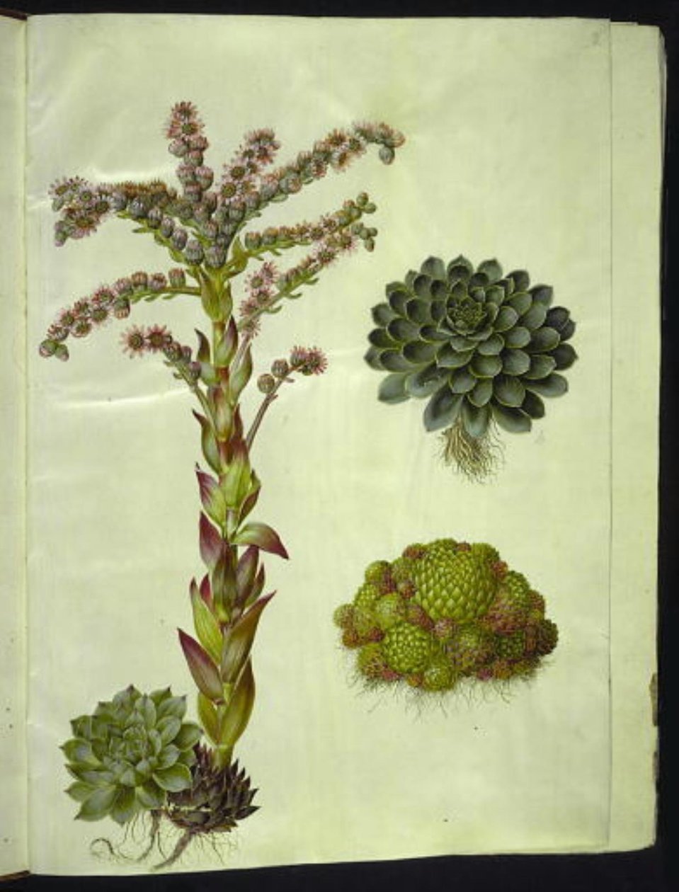 Sempervivum tectorum (joubarbe des toits); Sempervivum montanum (joubarbe des montagnes) - Hans Simon Holtzbecker
