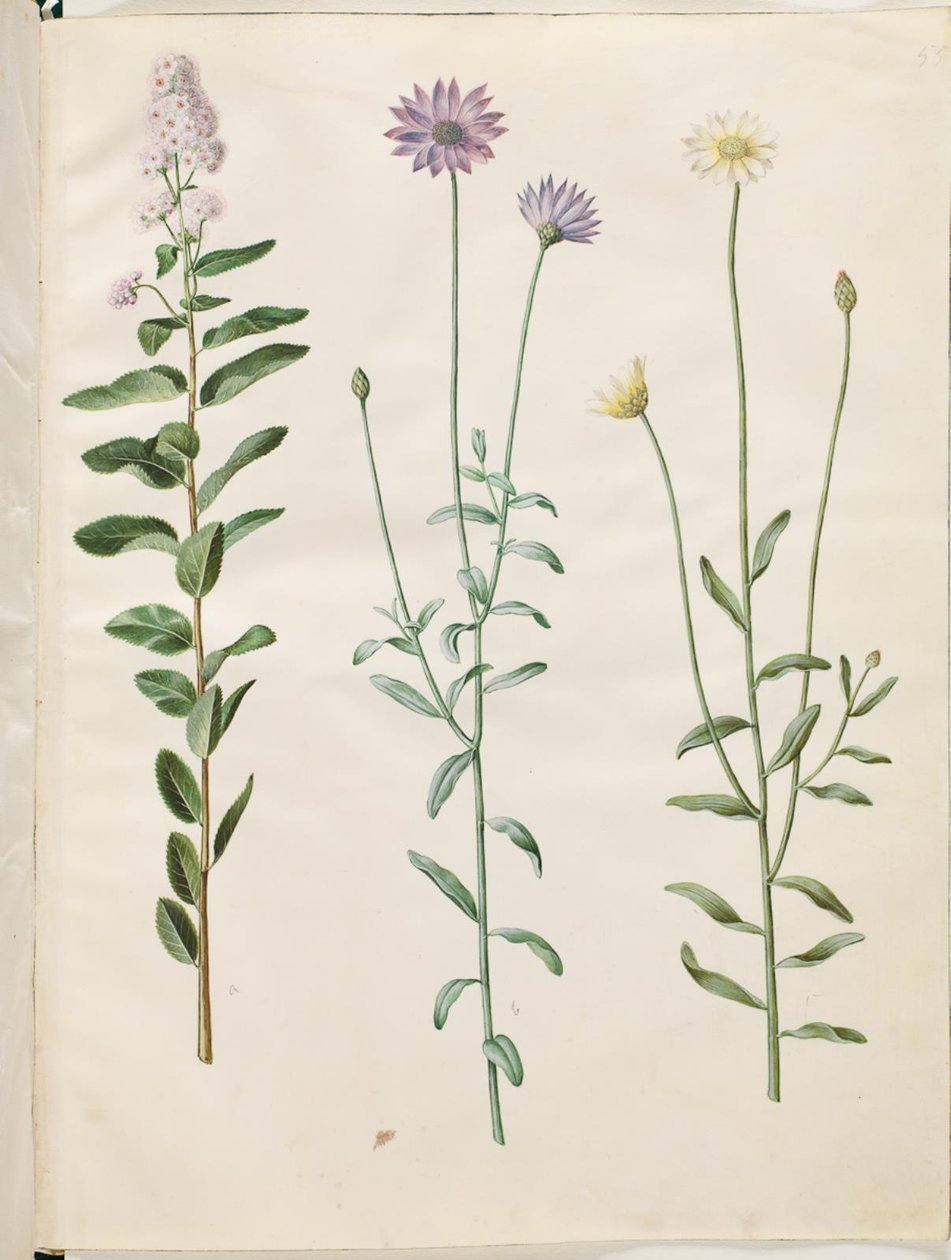 Spiraea salicifolia (spirée à feuilles de saule); Catananche caerulea (catananche bleue) - Hans Simon Holtzbecker