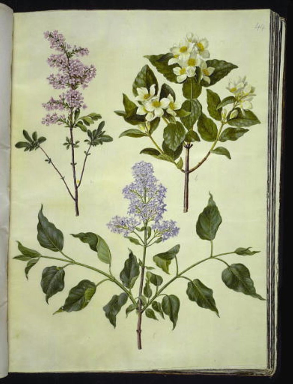 Syringa ×persica; Philadelphus coronarius; Syringa vulgaris - Hans Simon Holtzbecker