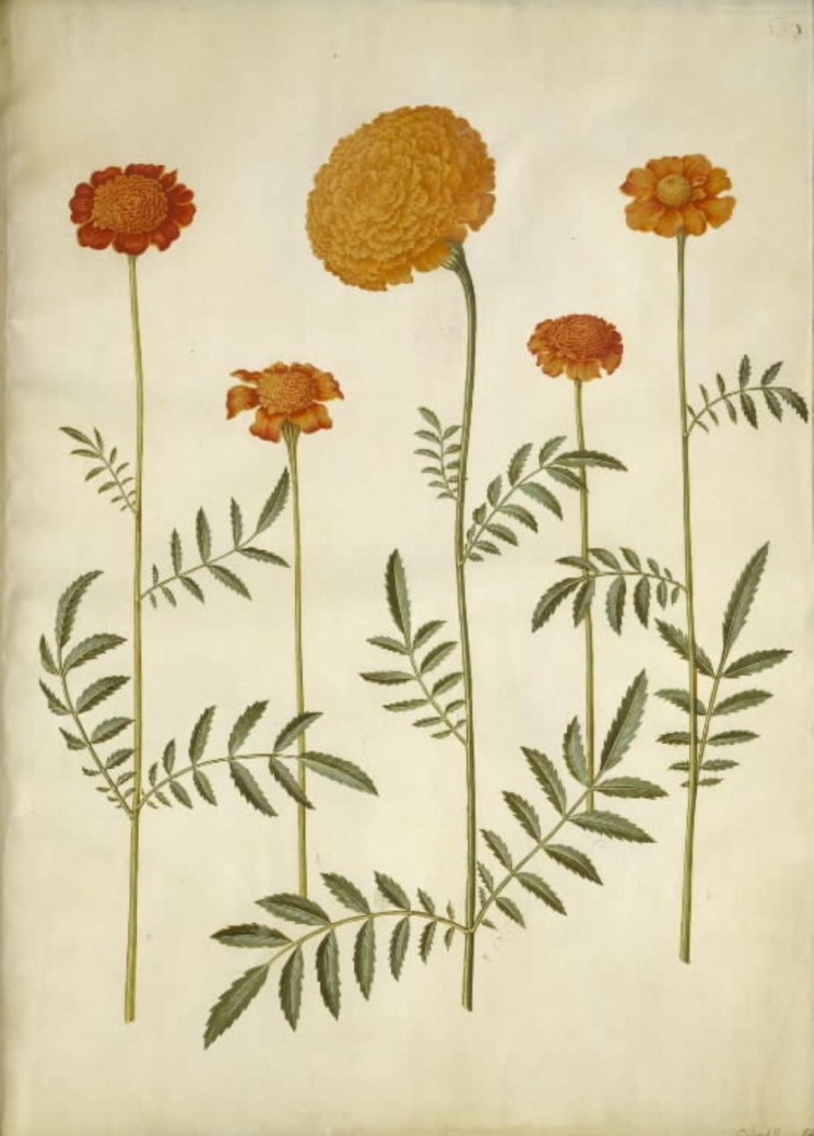 Tagetes patula; Tagetes erecta - Hans Simon Holtzbecker