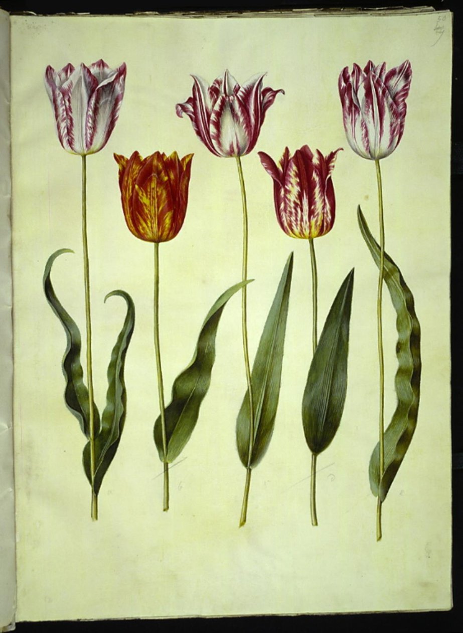 Tulipa gesneriana (tulipe de jardin) - Hans Simon Holtzbecker