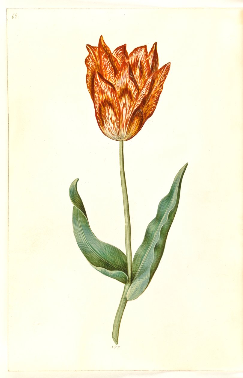Tulipa gesneriana (tulipe de jardin) - Hans Simon Holtzbecker