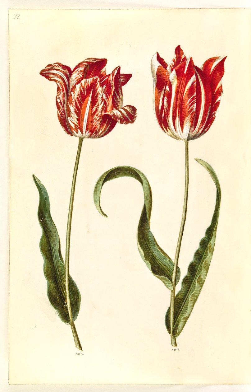 Tulipa gesneriana (tulipe de jardin) - Hans Simon Holtzbecker