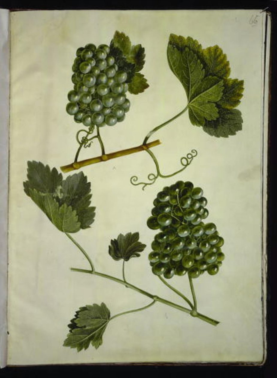 Vitis vinifera (vigne commune) - Hans Simon Holtzbecker