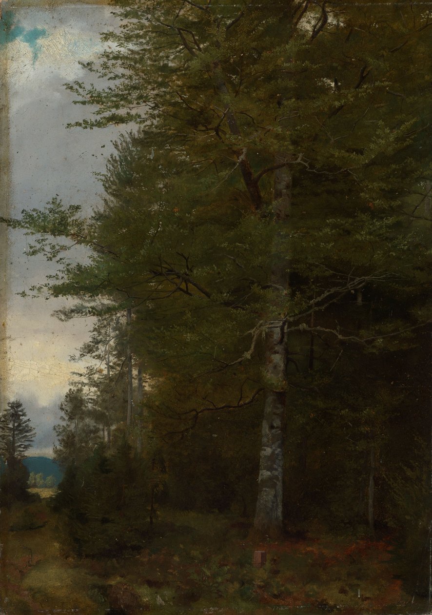 Hêtre à la lisière de la forêt - Hans Thoma