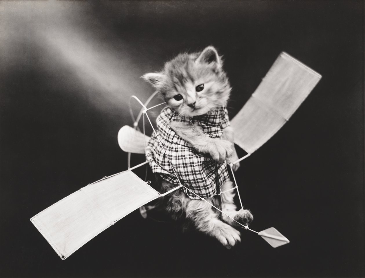 Série des chatons : Pilote en avion, c.1914 (tirage argentique) - Harry Whittier Frees