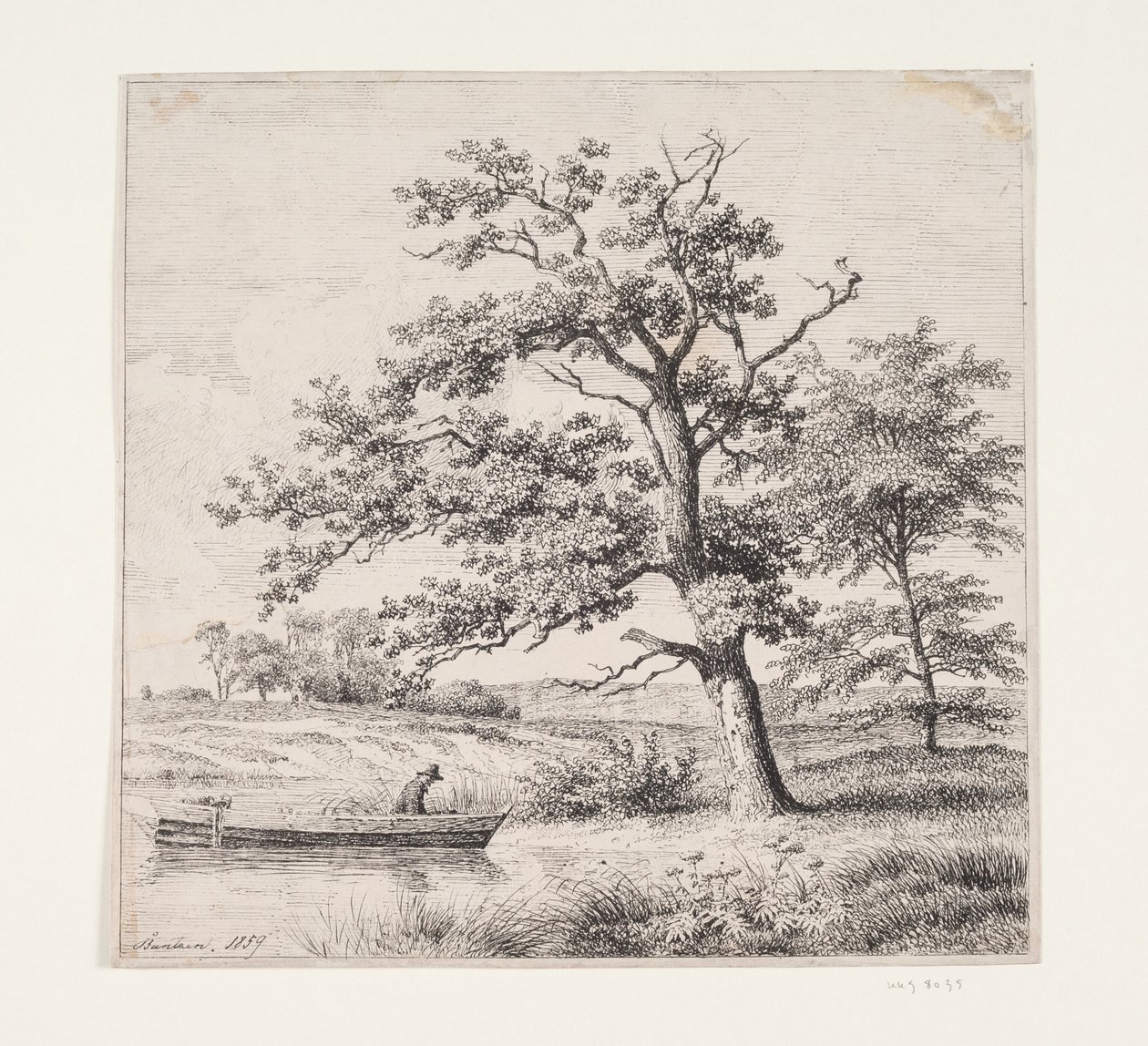 Chênes au bord d
