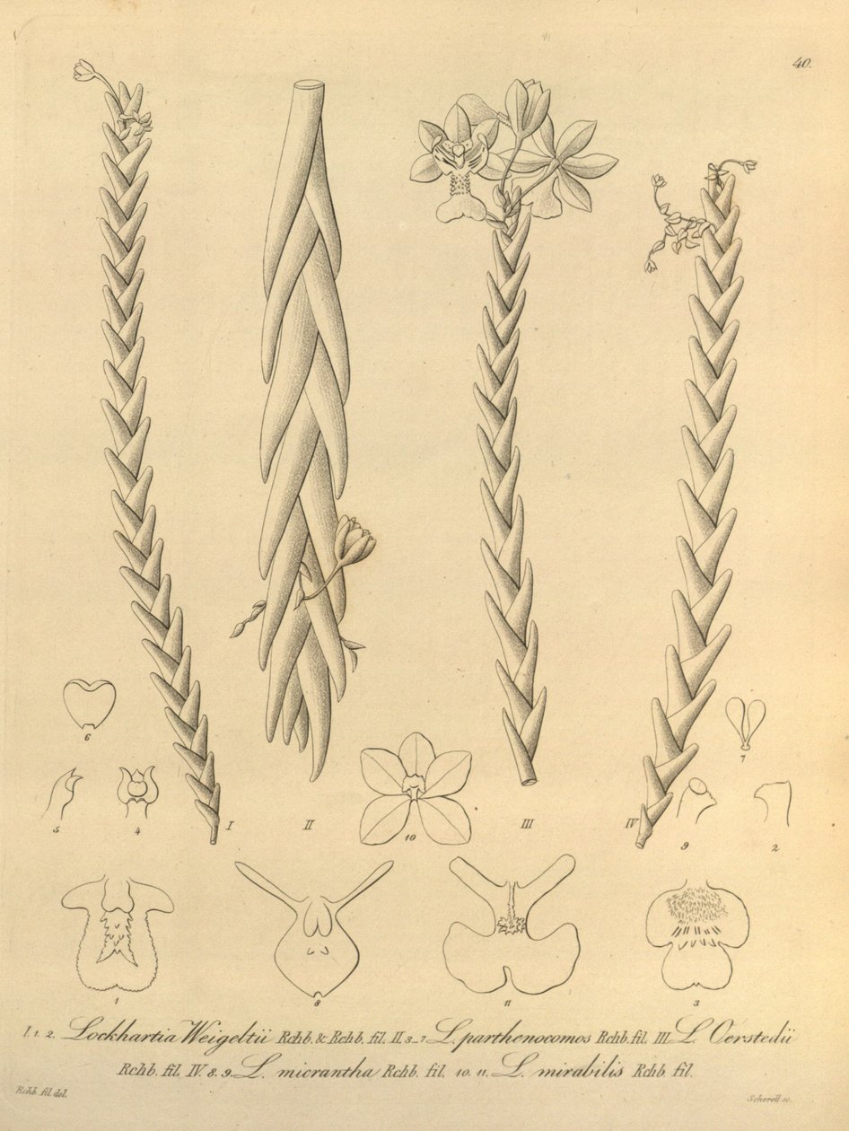 Lockhartia - Xenia vol 1 (1858) fig 40 - Heinrich Gustav Reichenbach