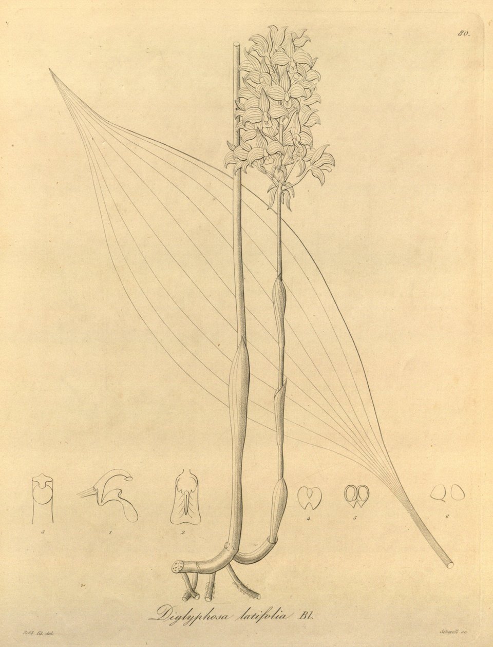 Ce fichier provient de la Bibliothèque de la biodiversité - Heinrich Gustav Reichenbach
