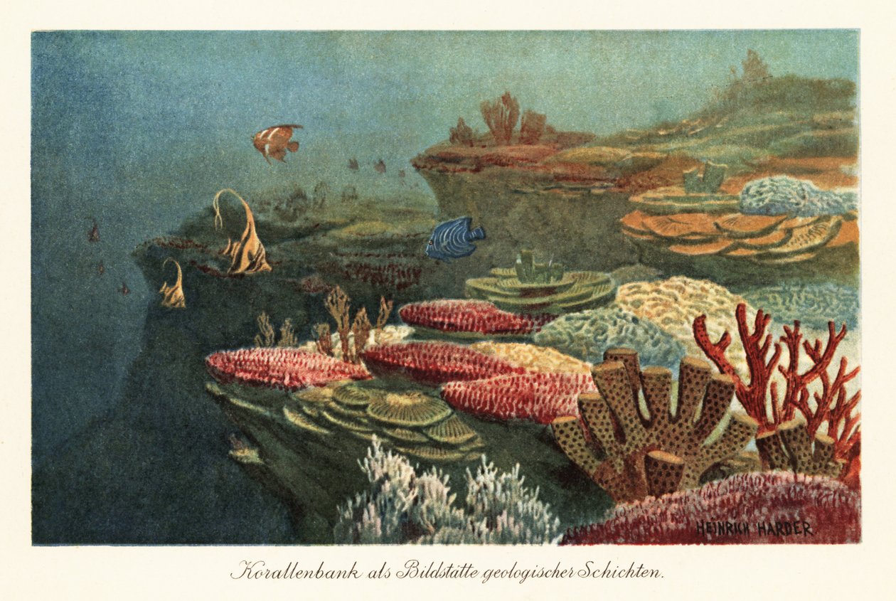 Récifs coralliens anciens au fond de l