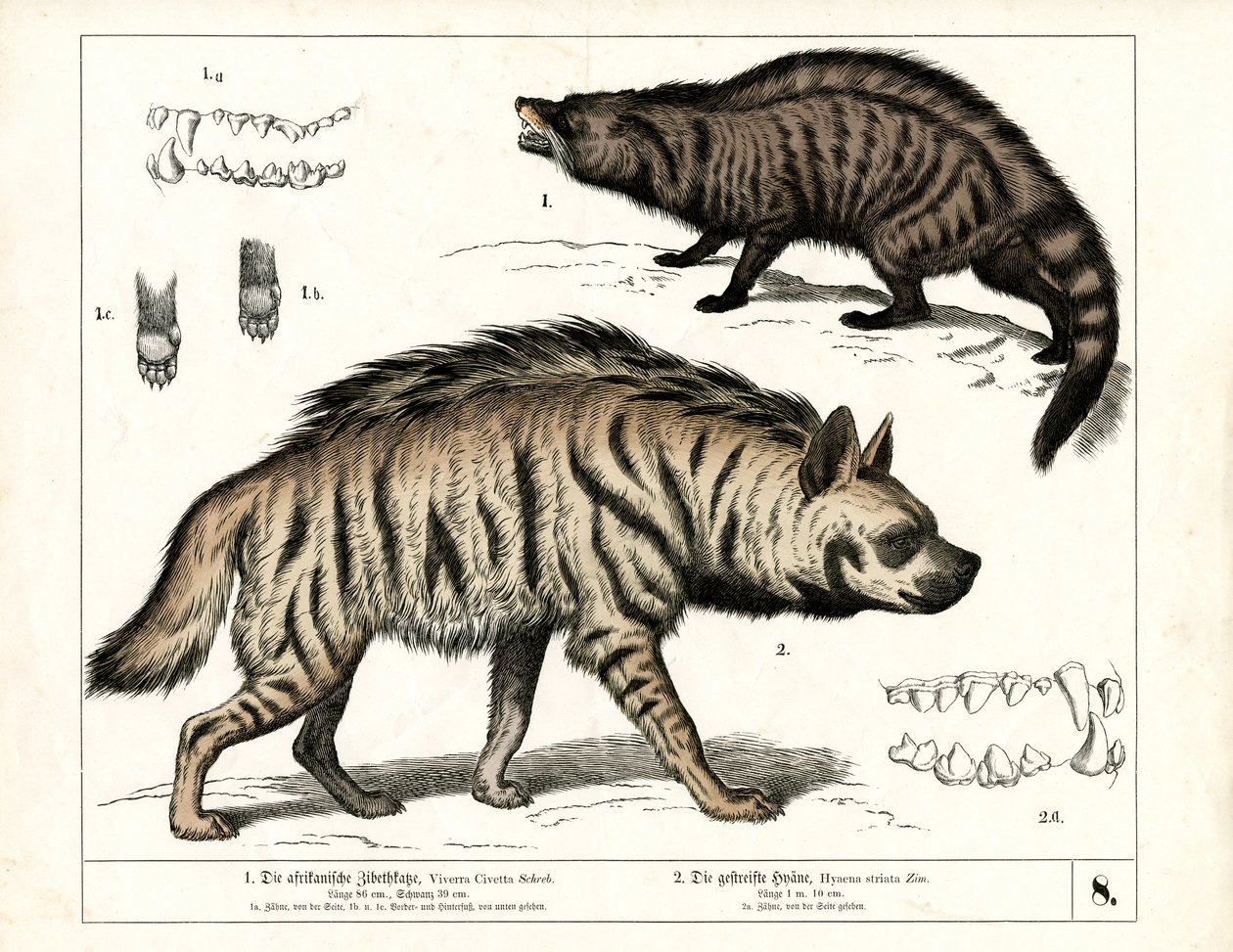Civette africaine et hyène rayée avec détails anatomiques - Heinrich Leutemann