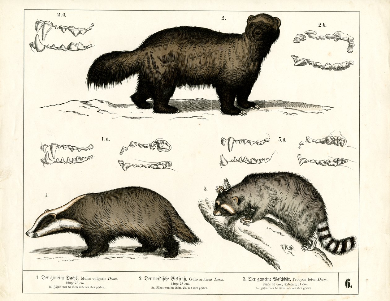 Blaireau, Carcajou et Raton laveur avec représentations dentaires - Heinrich Leutemann