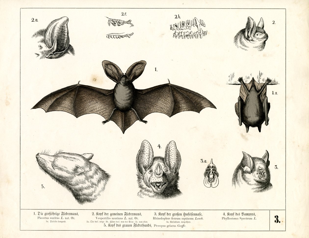Espèces de chauves-souris avec détails anatomiques - Heinrich Leutemann