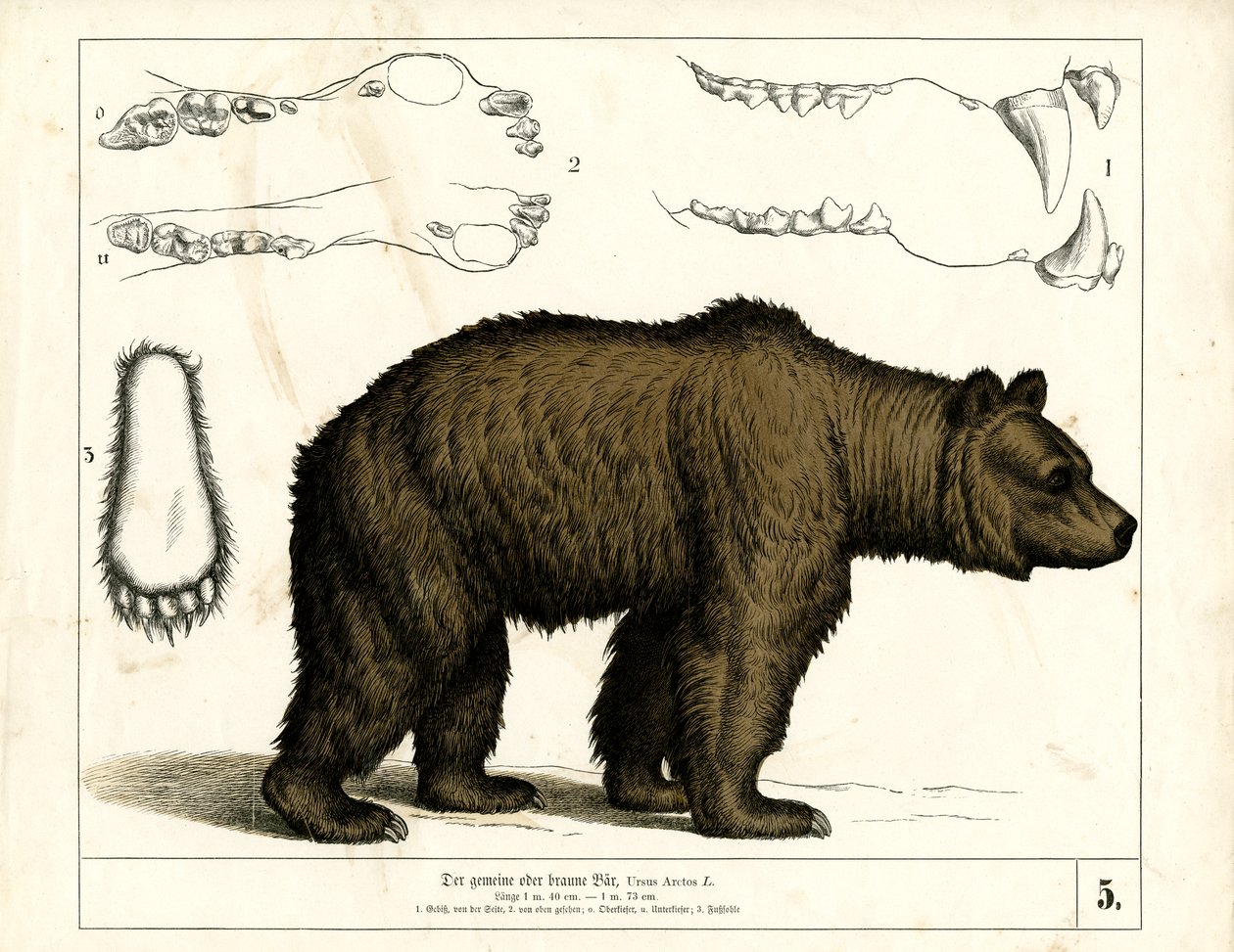 Ours brun avec détails anatomiques - Heinrich Leutemann