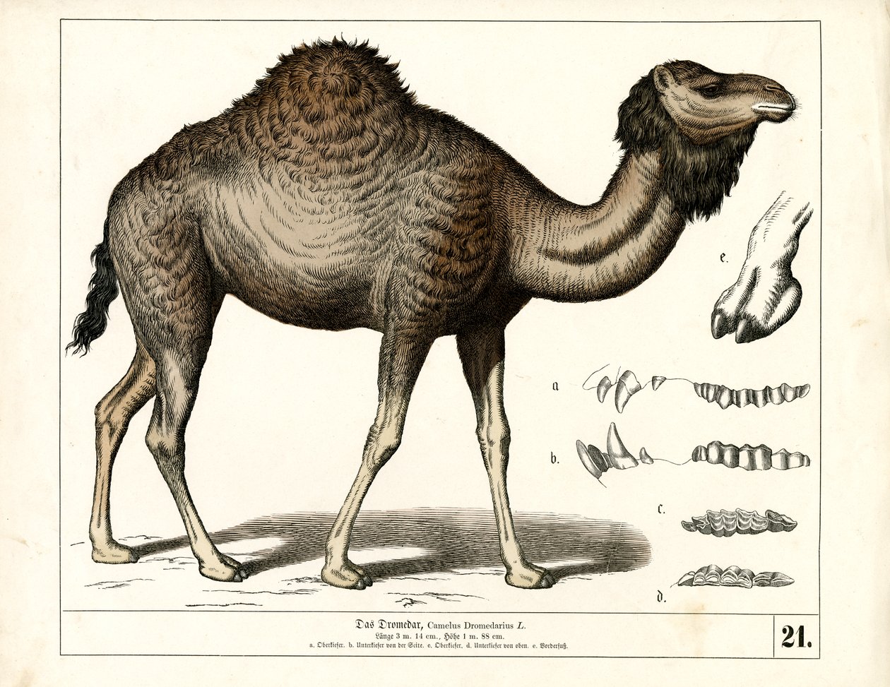 Dromadaire avec détails anatomiques - Heinrich Leutemann