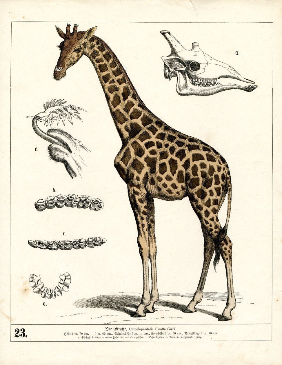 Girafe avec détails anatomiques - Heinrich Leutemann