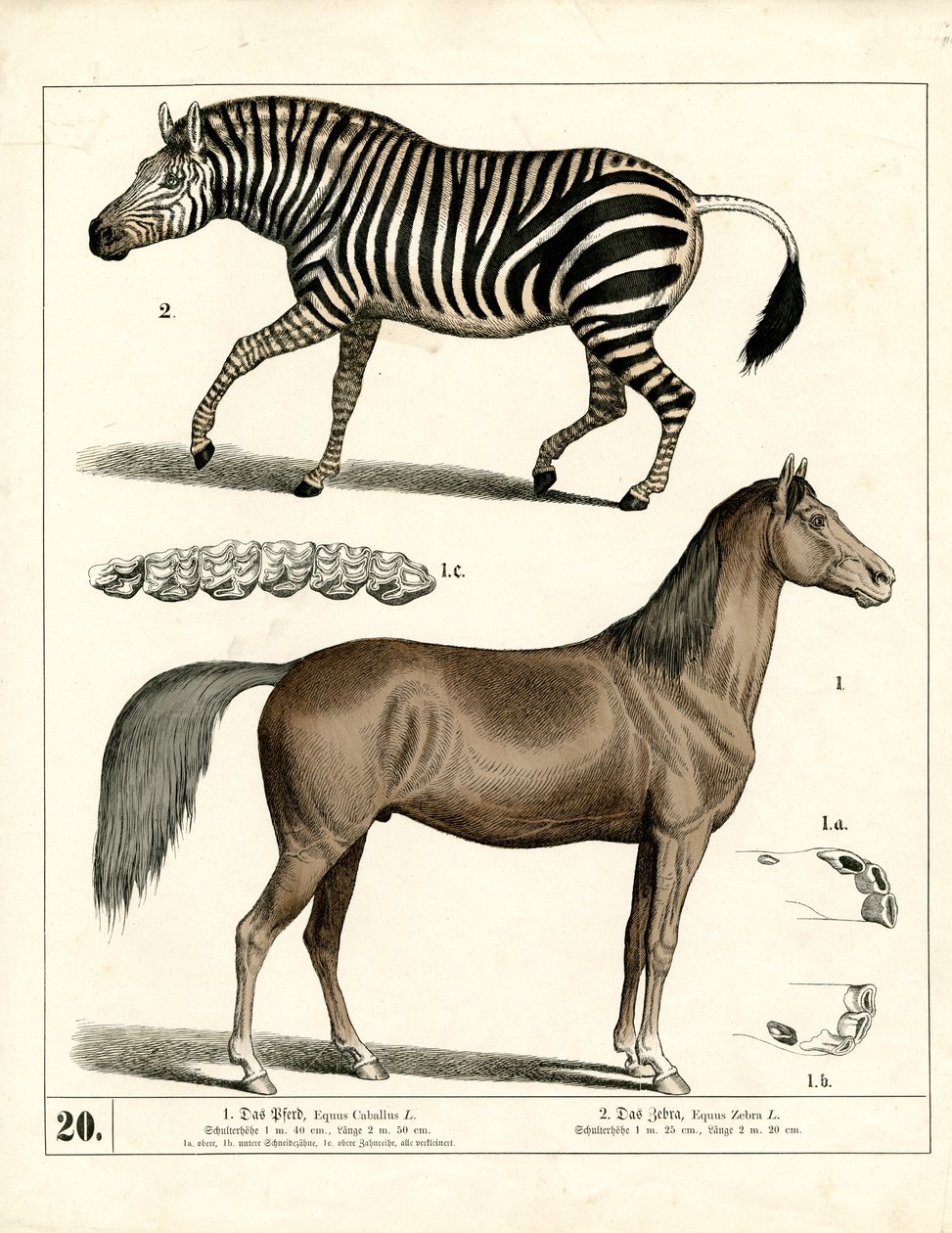 Cheval et zèbre avec détails anatomiques - Heinrich Leutemann