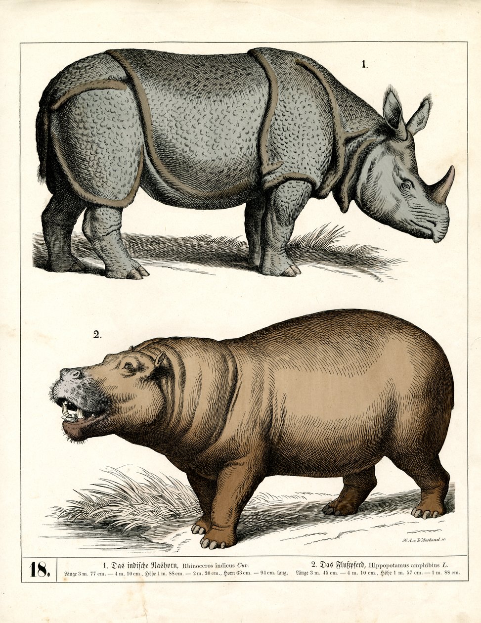 Rhinocéros et hippopotames indiens - Heinrich Leutemann