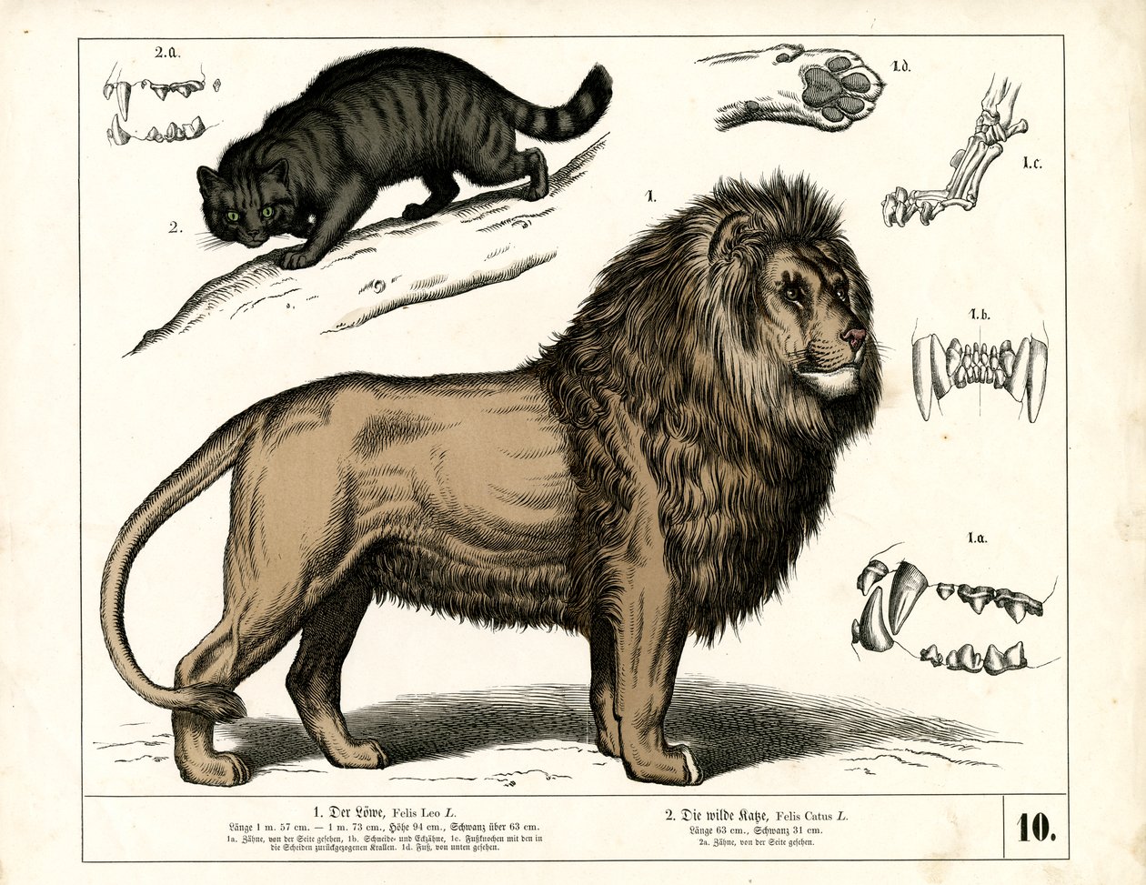 Lion et chat sauvage avec détails anatomiques - Heinrich Leutemann