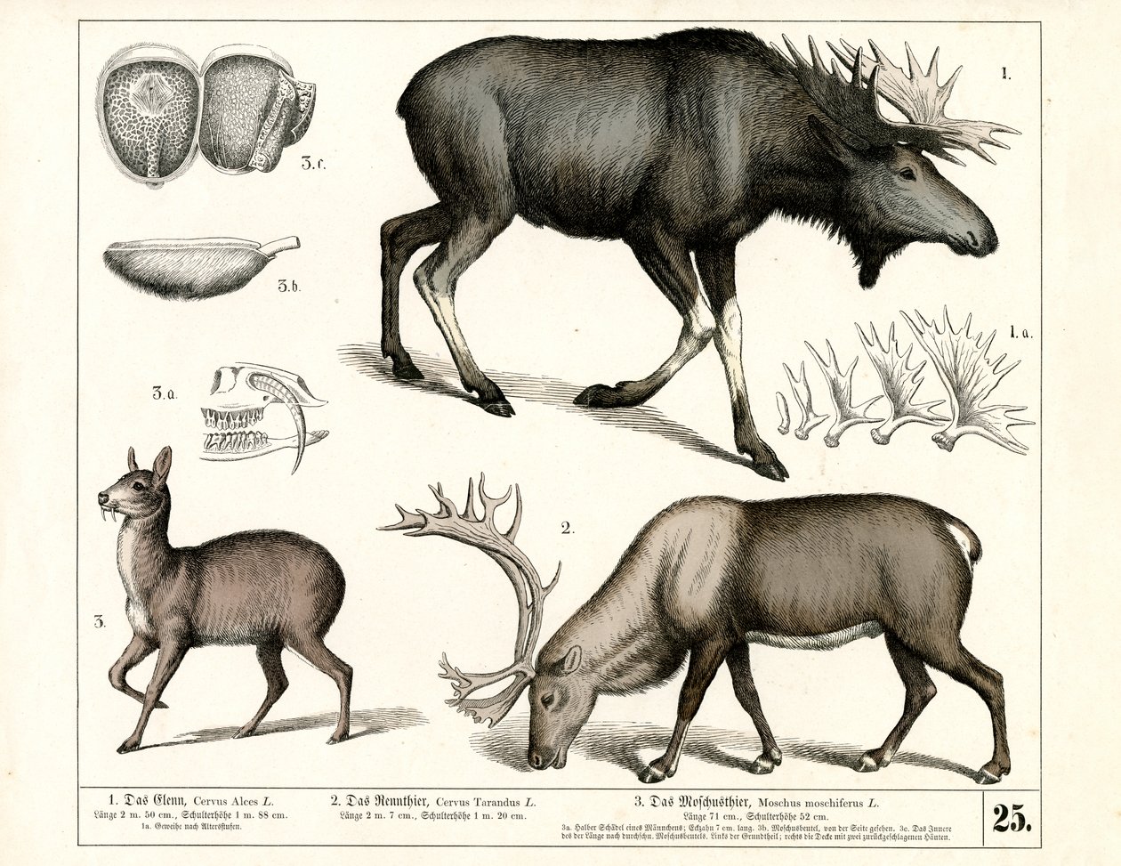 Espèces de cervidés nordiques et cerfs musqués - Heinrich Leutemann