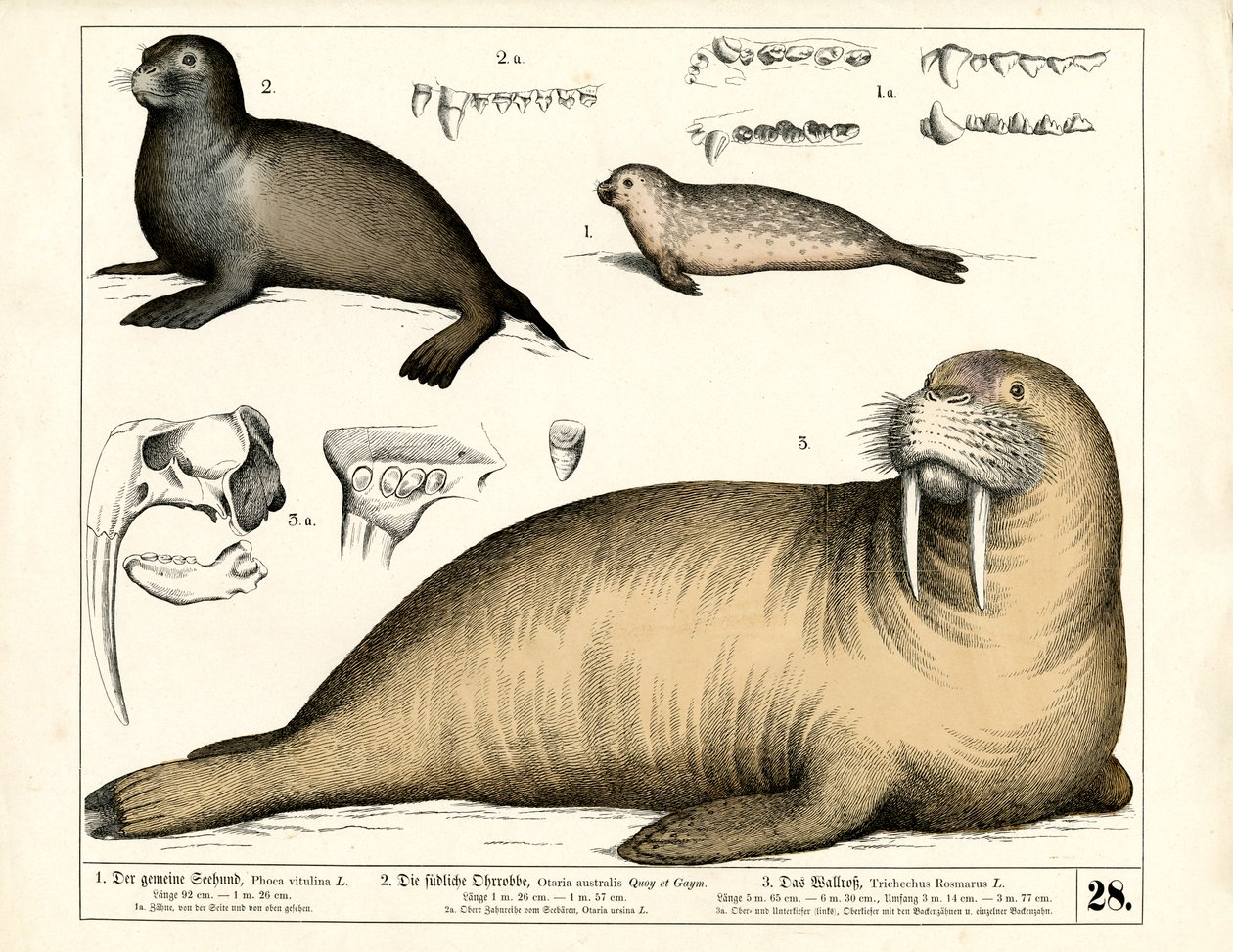 Phoques et morses avec détails anatomiques - Heinrich Leutemann