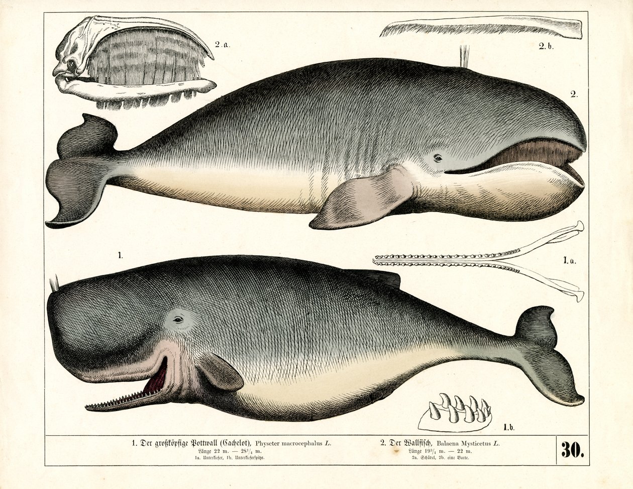Cachalot et baleine boréale avec caractéristiques anatomiques - Heinrich Leutemann