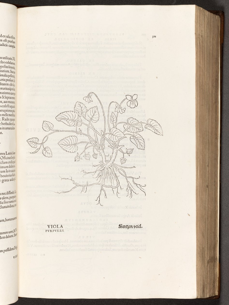 Violette, illustration de De historia stirpium commentarii insignes par Leonhart Fuchs, 1542 - Heinrich and Meyer, Albert Fullmaurer