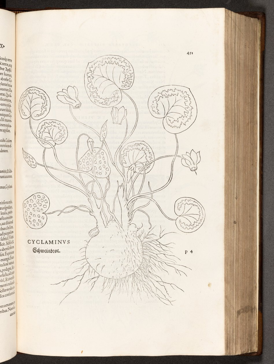 Cyclamen, illustration de De historia stirpium commentarii insignes par Leonhart Fuchs, 1542 - Heinrich and Meyer, Albert Fullmaurer