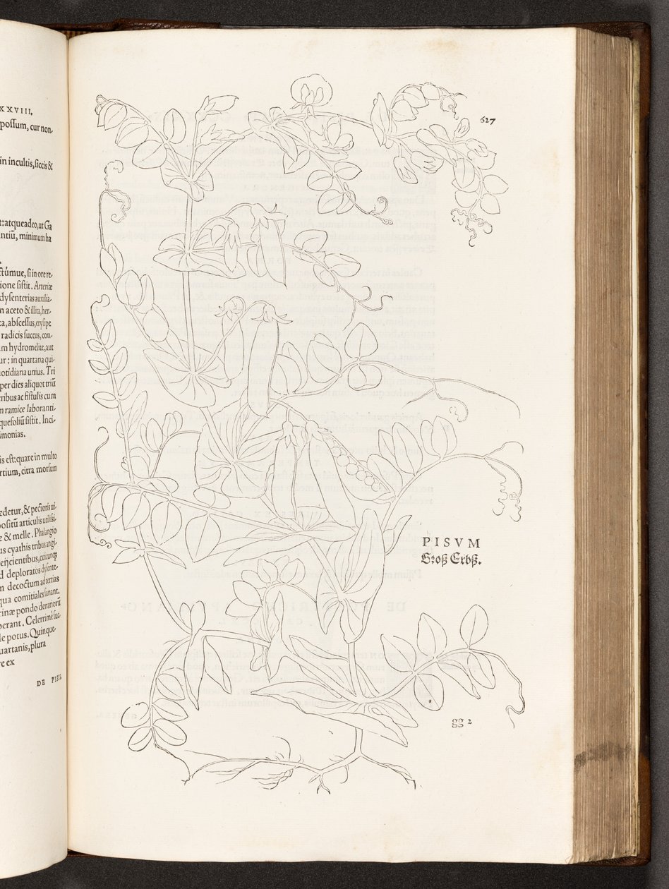 Pois, illustration de De historia stirpium commentarii insignes par Leonhart Fuchs, 1542 - Heinrich and Meyer, Albert Fullmaurer