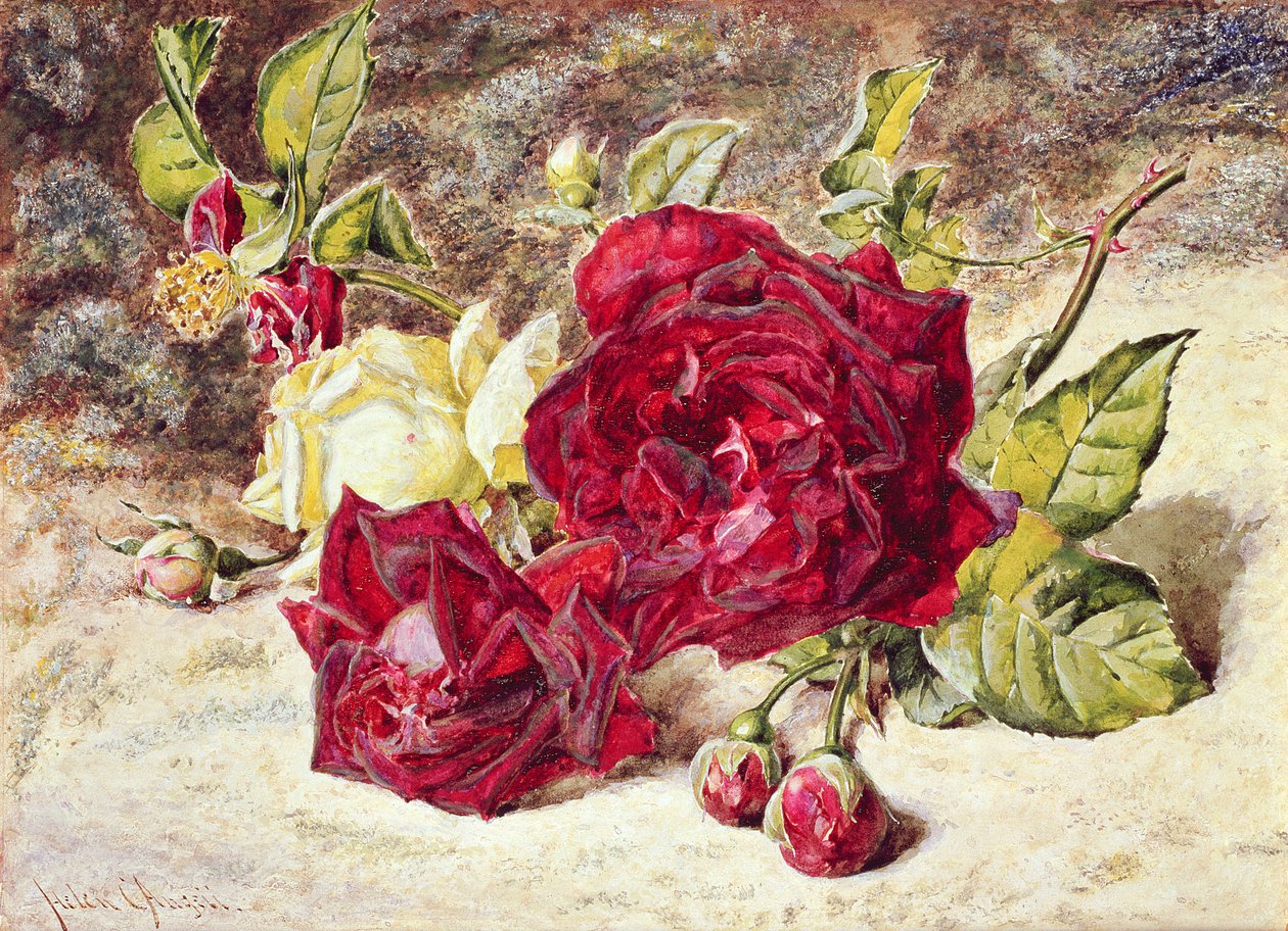 Une rose blanche et deux roses rouges avec des boutons - Helen Cordelia Coleman Angell