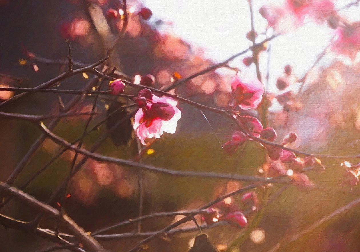 Première lumière du printemps - Helen White