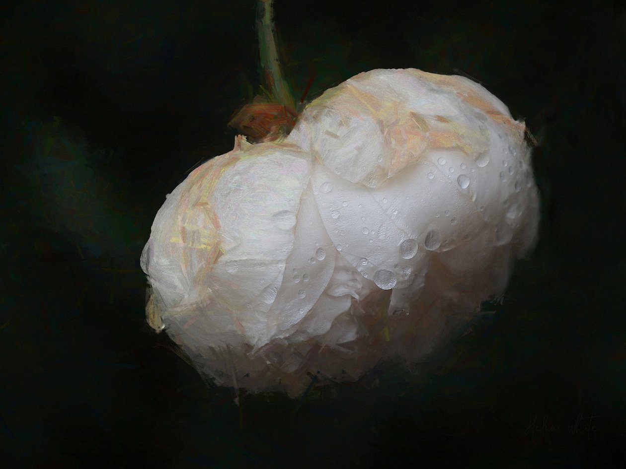 Blanc pur - Helen White