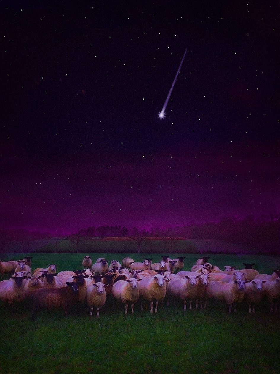 Troupeau de Nuit - Helen White