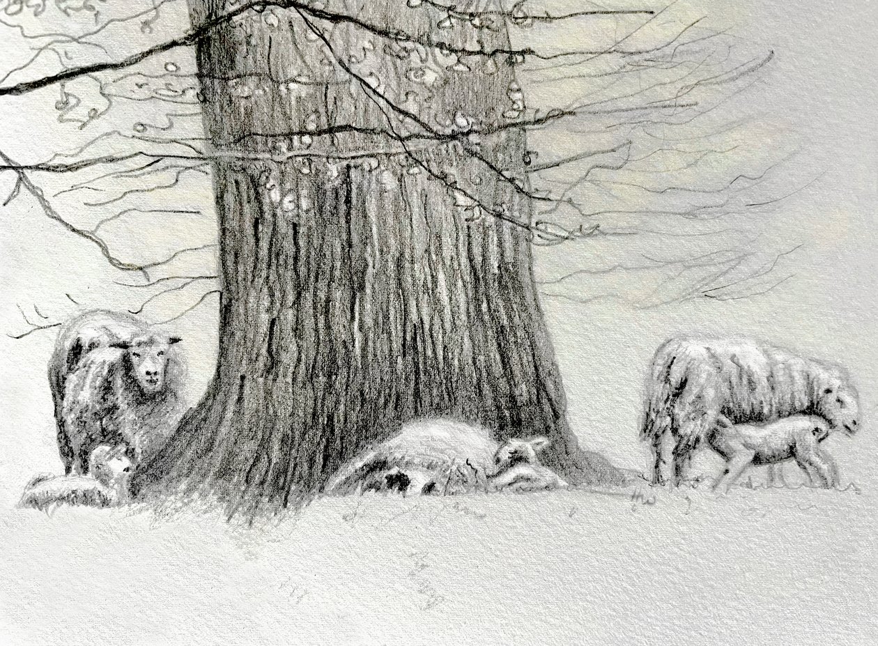 Shady Tree, 2022 - Helen White